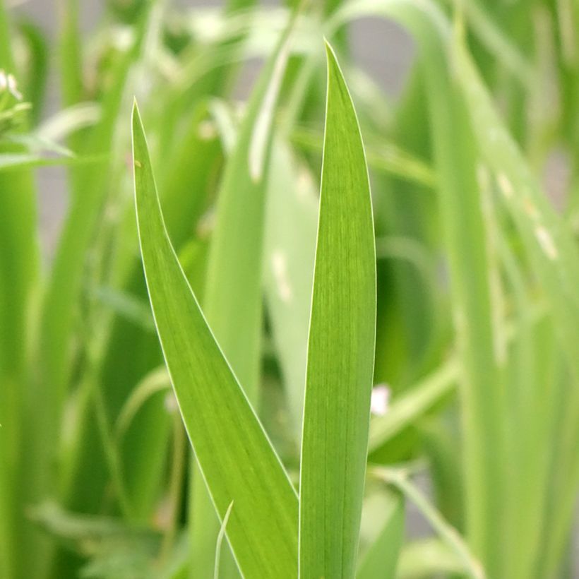 Belamcanda chinensis Hello Yellow (Fogliame)