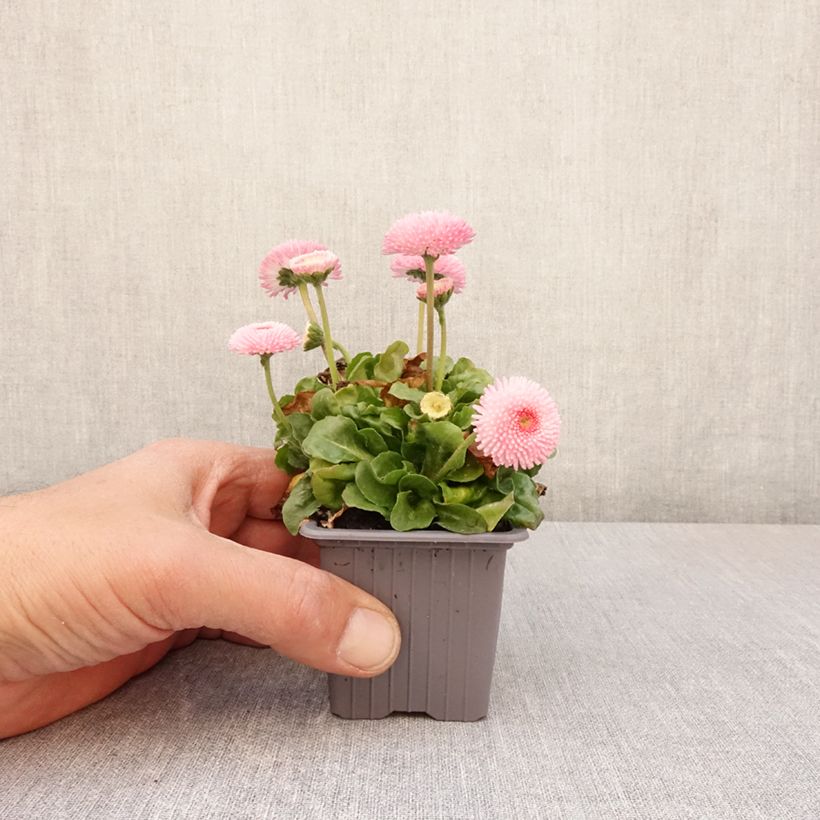 Bellis perennis Roze - Pratolina comune Vasetto da 7/8 cm esemplare consegnato in primavera