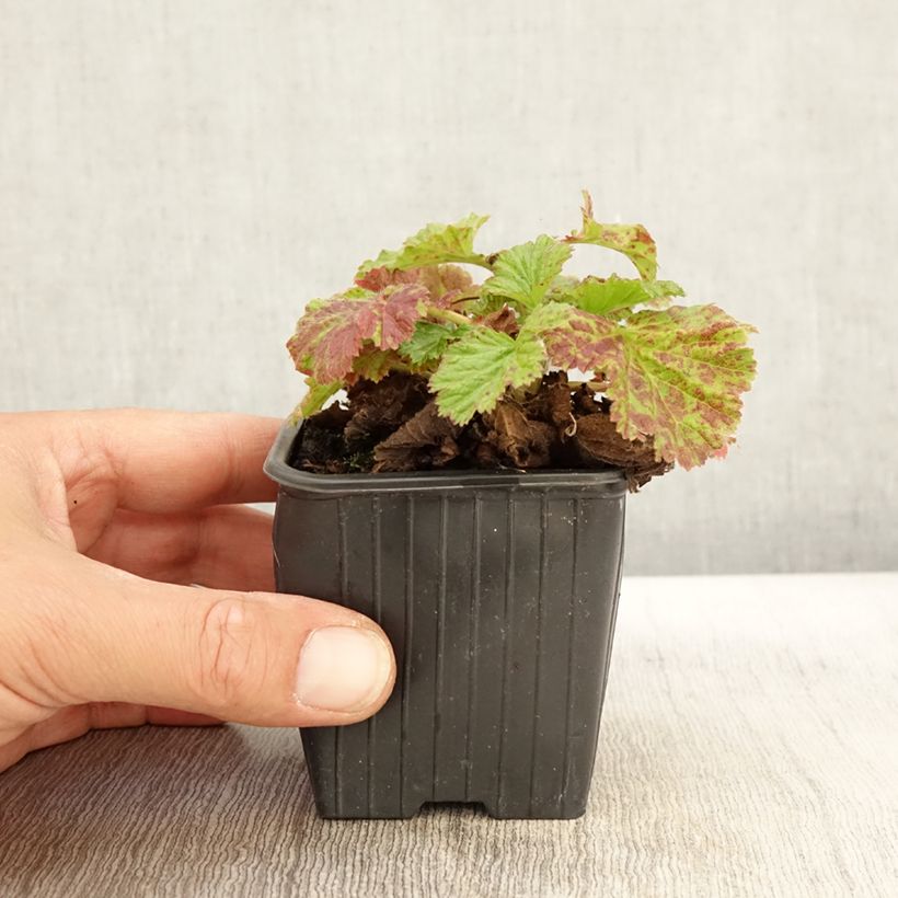 Esemplare di Benoîte des rives Coppertone Godet de 8/9 cm come consegnato in autunno