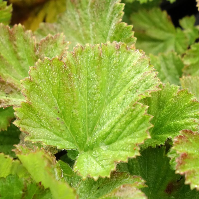 Geum rivale Coppertone (Fogliame)