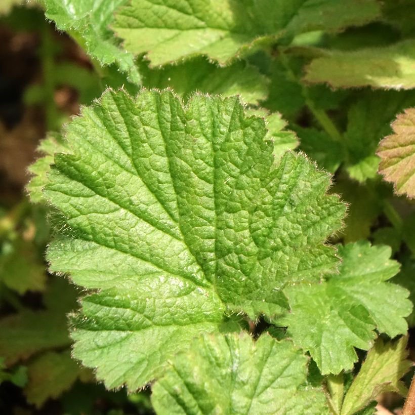 Geum chiloense Dolly North (Fogliame)