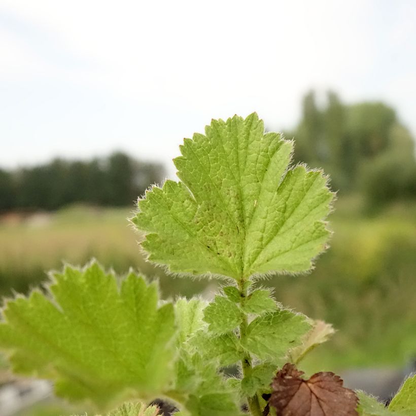Geum Fire Storm (Fogliame)