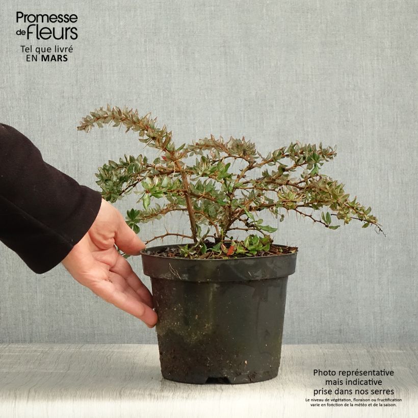 Berberis darwinii - Crespino di Darwin Vaso da 2L/3L esemplare consegnato in primavera
