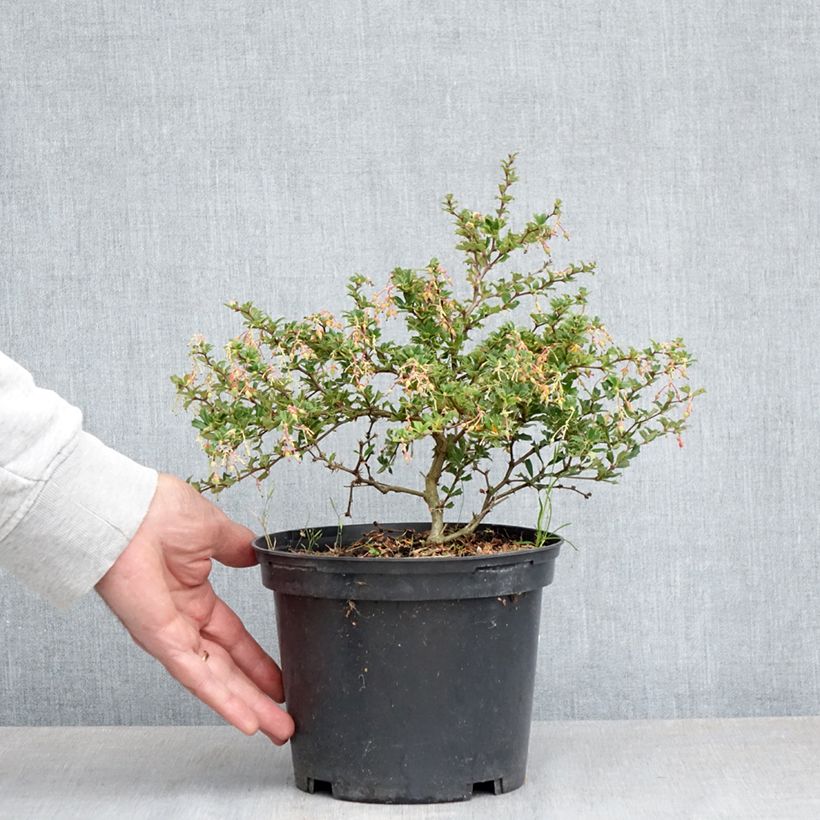 Example of Berberis darwinii Compacta - Crespino di Darwin Vaso da 2L/3L as you get in printemps