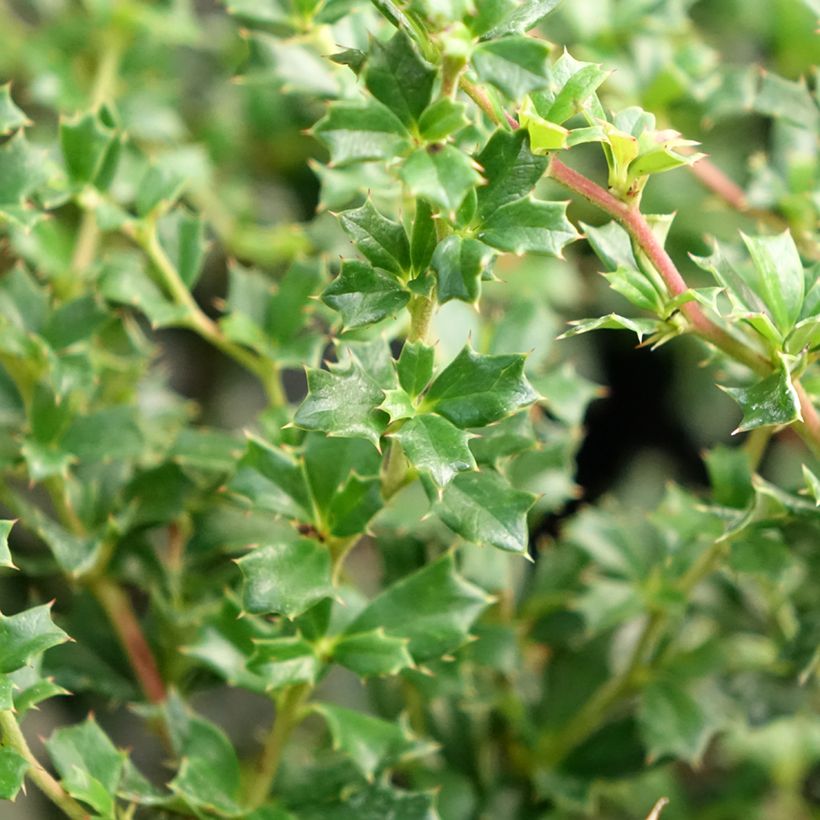 Berberis darwinii Compacta - Crespino di Darwin (Foliage)