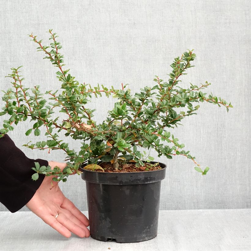 Esemplare di Berberis darwinii - Crespino di Darwin Vaso da 2L/3L come consegnato in autunno