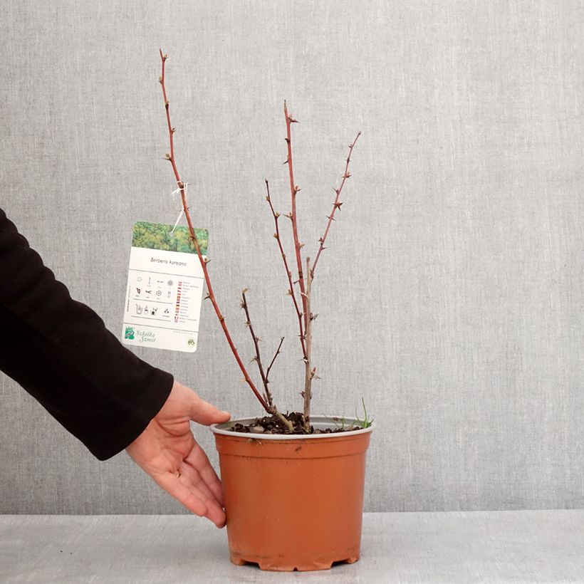 Berberis koreana - Crespino Vaso da 3L/4L esemplare consegnato in inverno