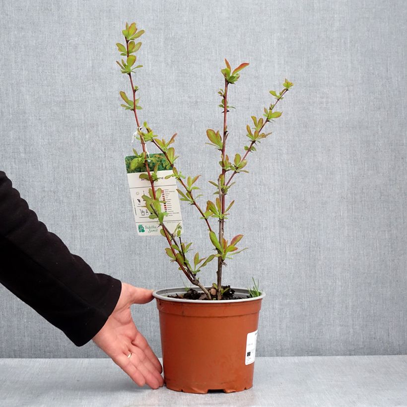 Example of Berberis koreana - Crespino Vaso da 3L/4L as you get in printemps