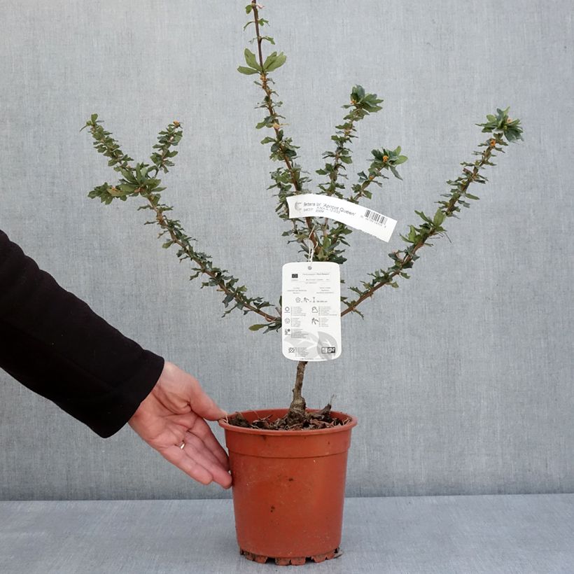 Example of Berberis lologensis Apricot Queen - Crespino Vaso da 2L/3L as you get in printemps