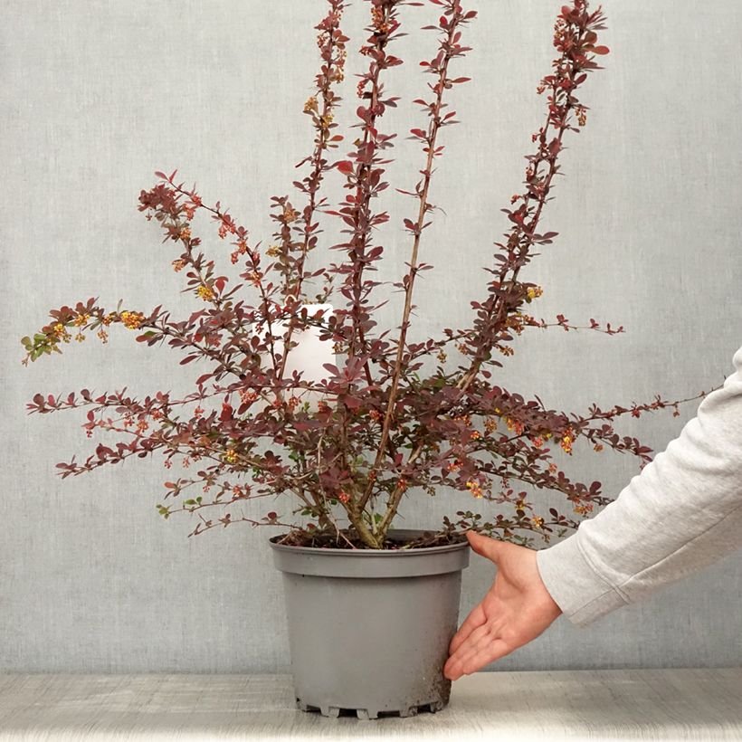 Example of Berberis ottawensis Auricoma - Crespino Vaso da 7,5L/10L as you get in printemps