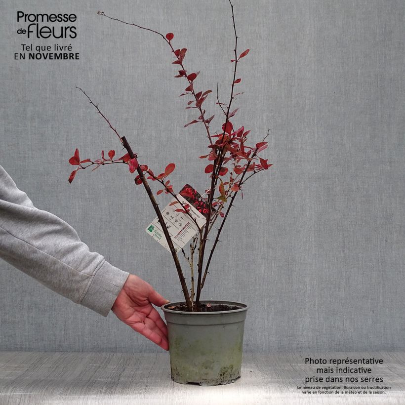 Esemplare di Berberis ottawensis Superba - Crespino Vaso da 3L/4L come consegnato in autunno