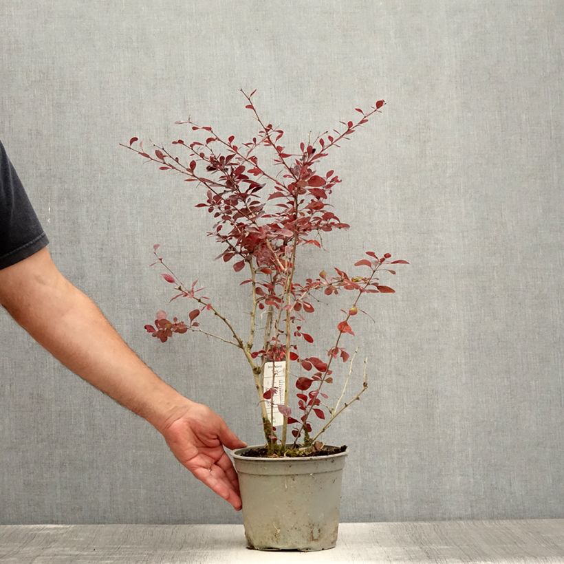 Esemplare di Berberis ottawensis Superba - Crespino Vaso da 3L/4L consegnato in estate
