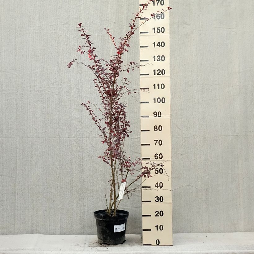 Esemplare di Berberis ottawensis Superba - Crespino Vaso da 7,5L/10L consegnato in estate
