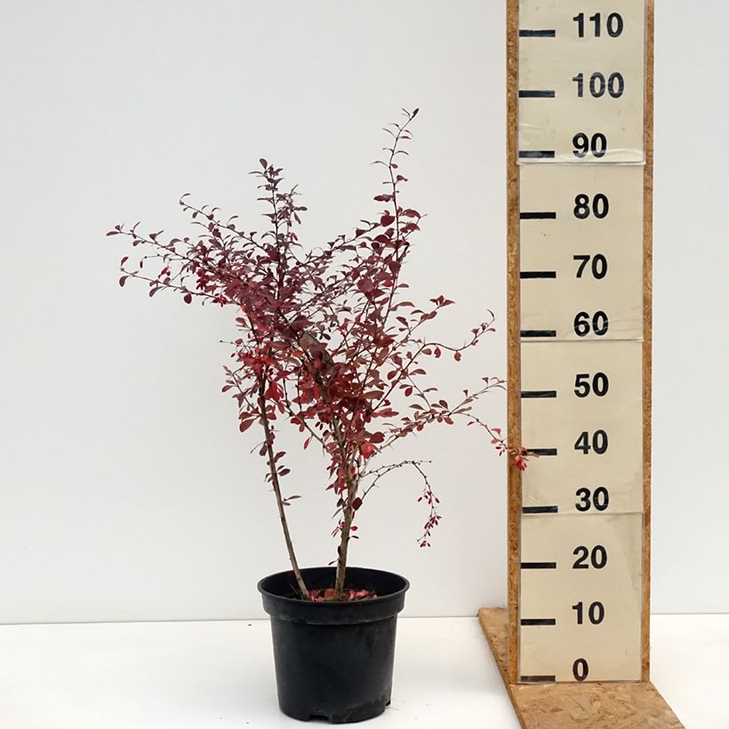 Esemplare di Berberis ottawensis Superba - Crespino Vaso da 7,5L/10L come consegnato in autunno