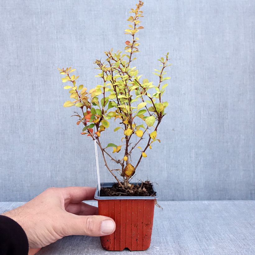 Esemplare di Berberis thunbergii Aurea - Crespino giapponese Vasetto da 8/9 cm come consegnato in autunno