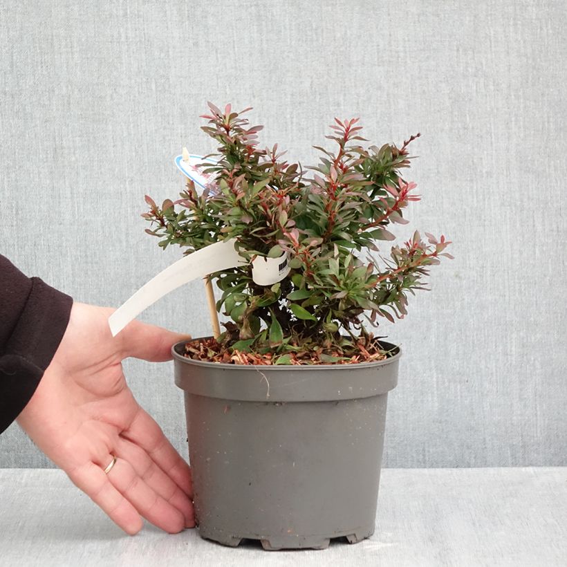 Esemplare di Berberis thunbergii Bagatelle - Crespino giapponese Vaso da 2L/3L come consegnato in autunno