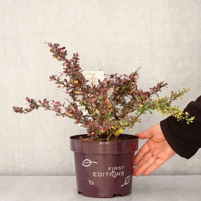 Berberis thunbergii Cabernet - Crespino giapponese Vaso da 3L/4L esemplare consegnato in primavera