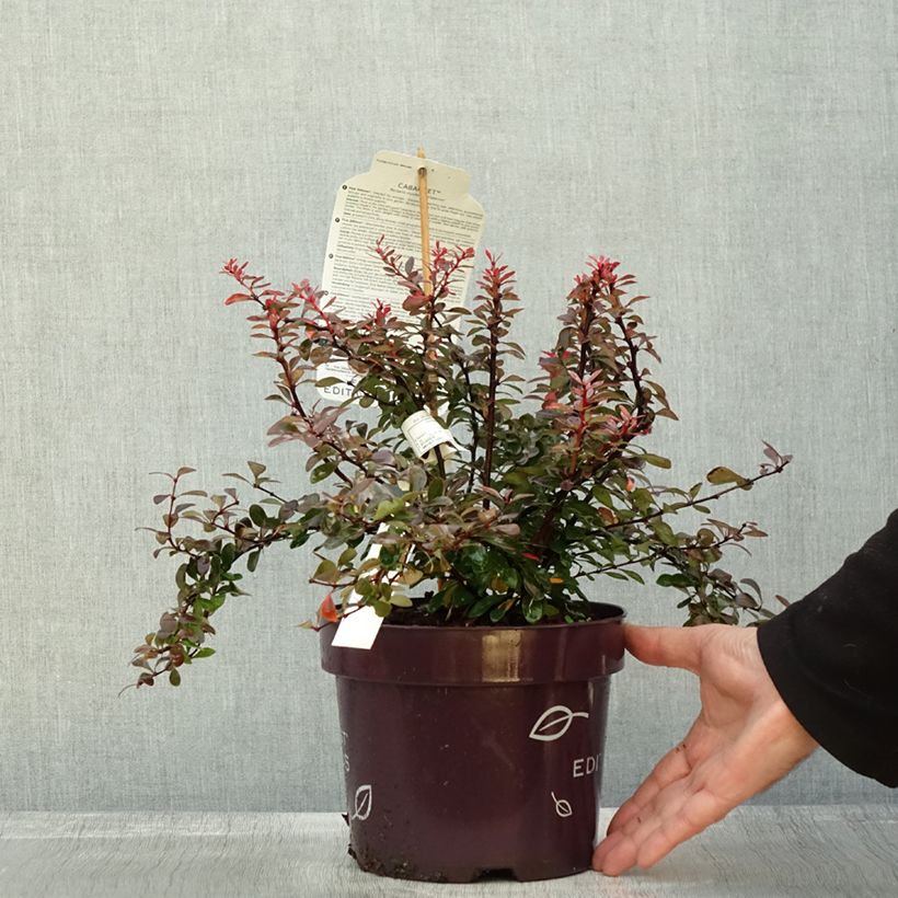 Esemplare di Berberis thunbergii Cabernet - Epine-vinette Pot de 3L/4L come consegnato in autunno
