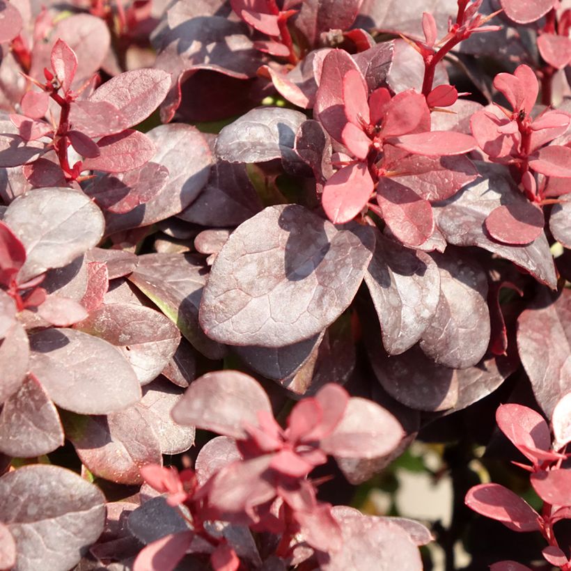 Berberis thunbergii Concorde - Crespino giapponese (Foliage)