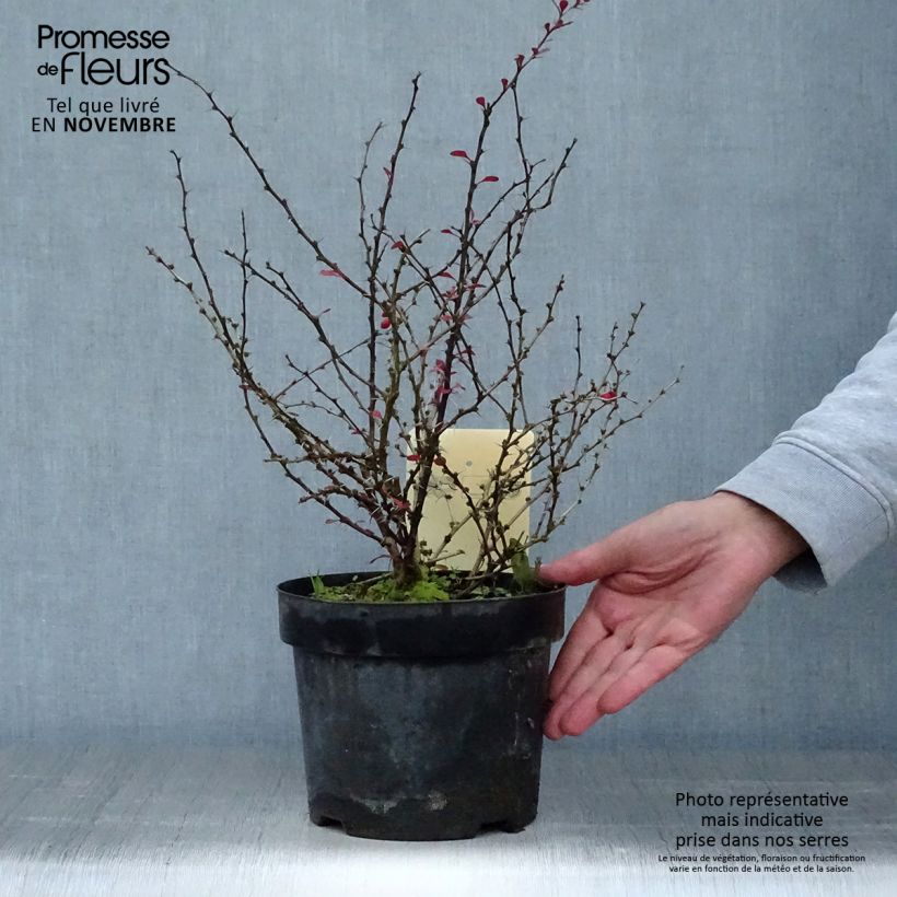 Esemplare di Berberis thunbergii Dart's Red Lady - Crespino giapponese Vaso da 2L/3L come consegnato in autunno
