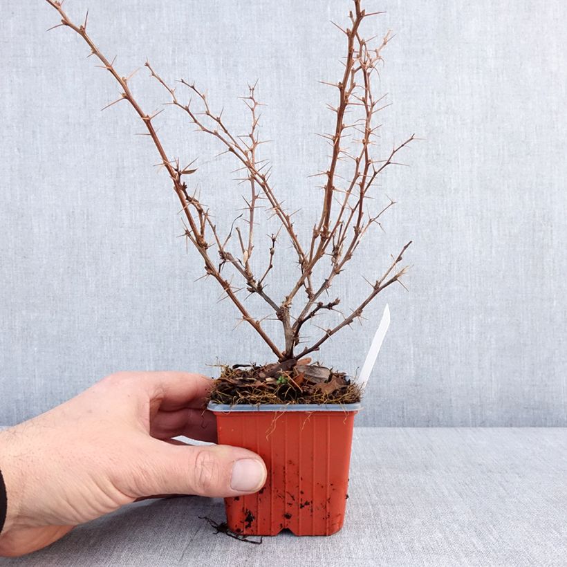 Berberis thunbergii Erecta - Epine-vinette Godet de 8/9 cm esemplare consegnato in inverno