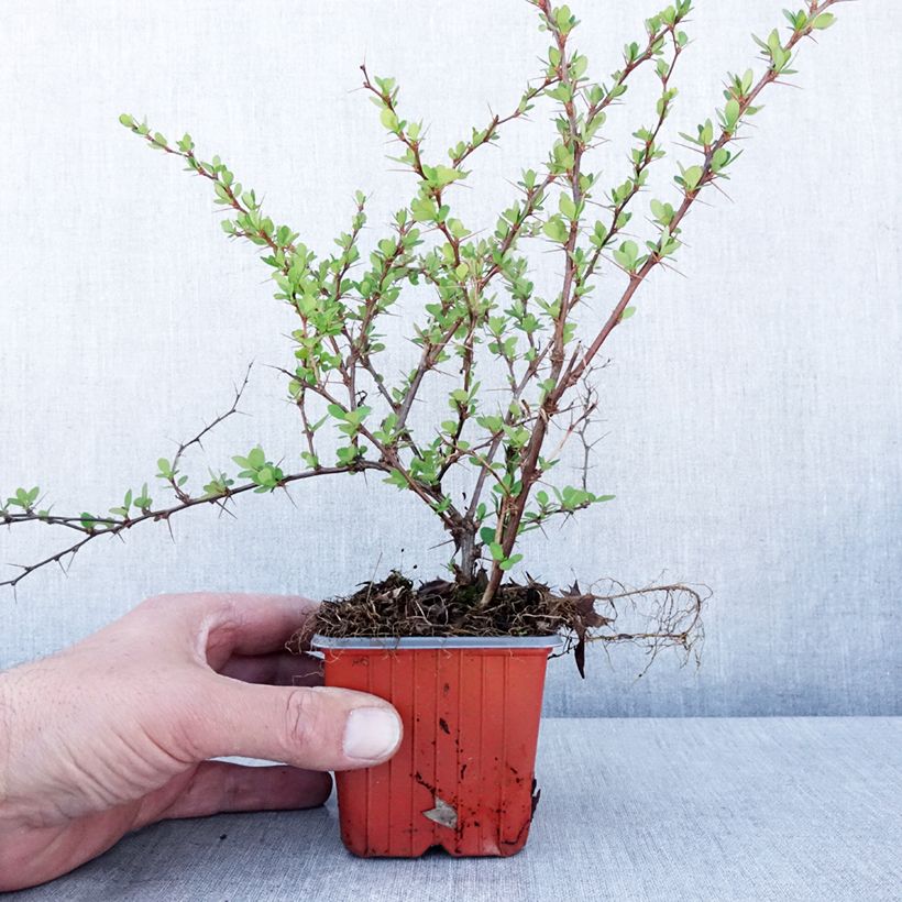 Berberis thunbergii Erecta - Crespino giapponese Vasetto da 8/9 cm esemplare consegnato in primavera