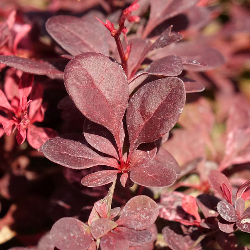 Berberis thunbergii Flamingo - Crespino giapponese (Fogliame)
