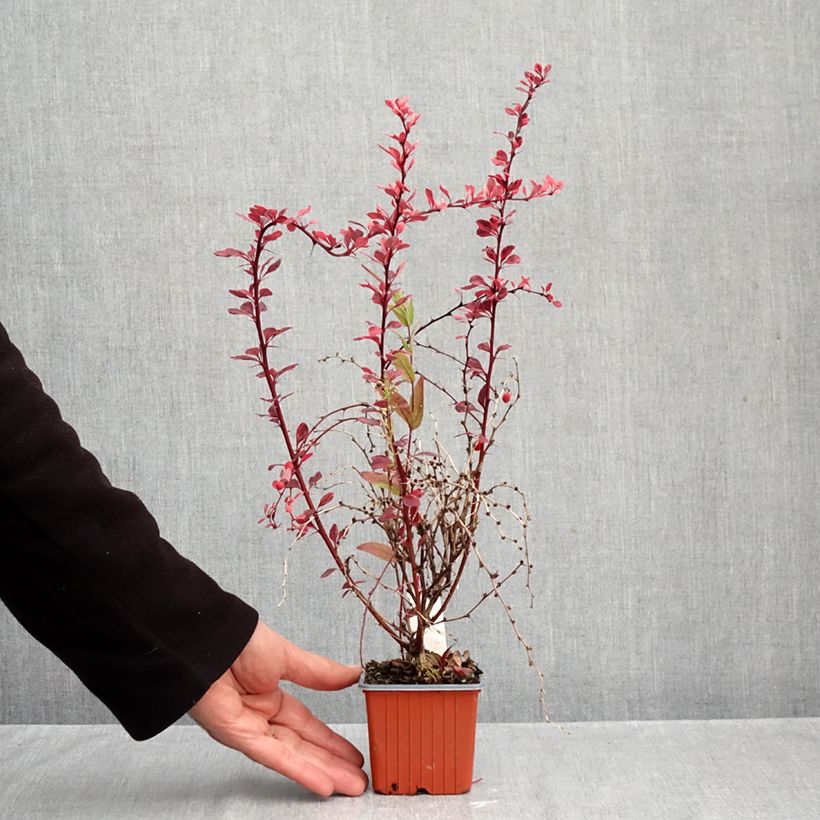 Esemplare di Berberis thunbergii Flamingo - Crespino giapponese Vasetto da 8/9 cm come consegnato in autunno