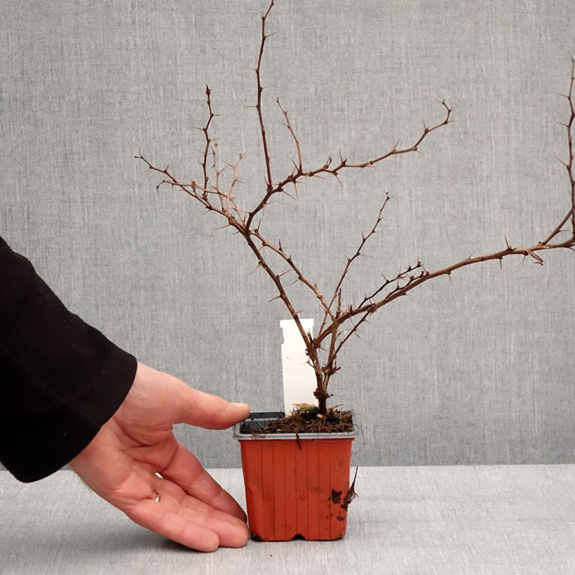 Berberis thunbergii Golden Ring - Crespino giapponese Vasetto da 8/9 cm esemplare consegnato in inverno