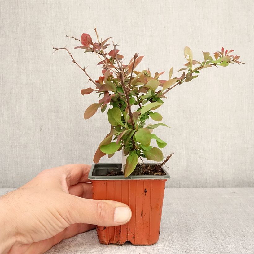 Berberis thunbergii Golden Ring - Crespino giapponese Vasetto da 8/9 cm esemplare consegnato in primavera