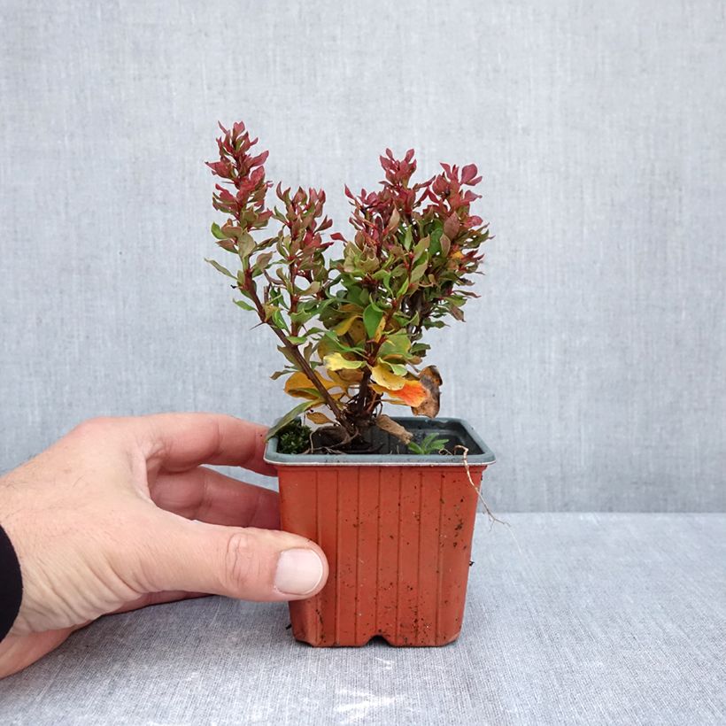 Esemplare di Berberis thunbergii Golden Ruby - Crespino giapponese Vasetto da 8/9 cm come consegnato in autunno