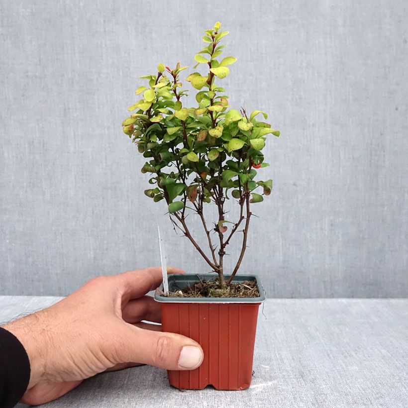 Esemplare di Berberis thunbergii Golden Torch - Crespino giapponese Vasetto da 8/9 cm come consegnato in autunno