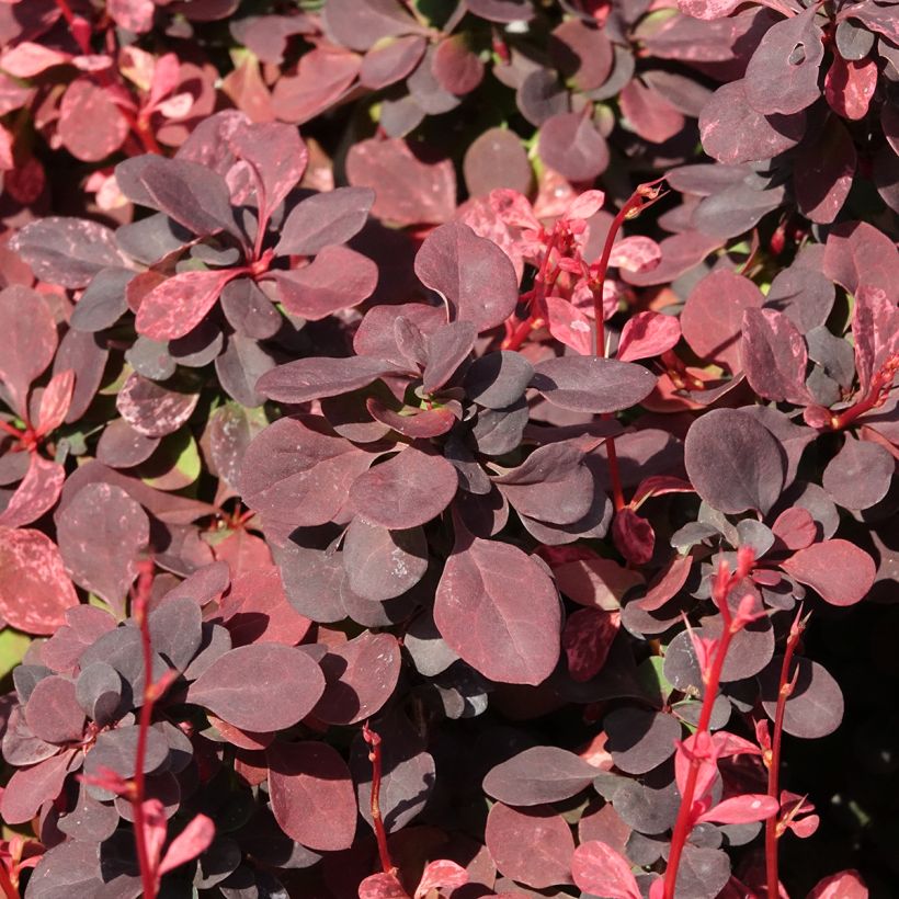 Berberis thunbergii Inspiration - Crespino giapponese (Fogliame)