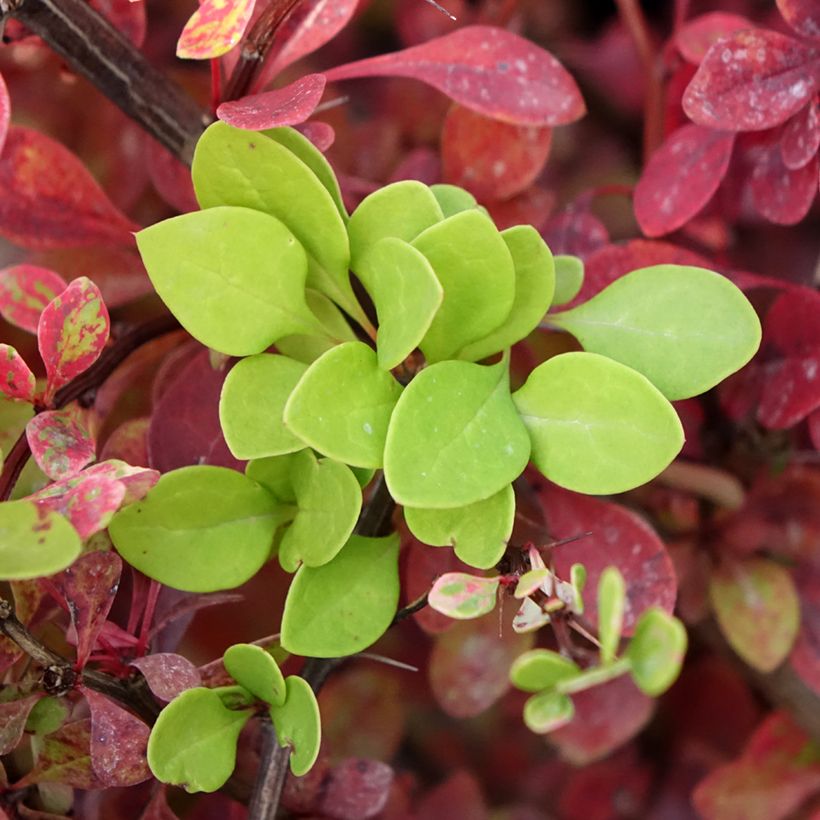 Berberis thunbergii Kelleriis - Crespino giapponese (Fogliame)