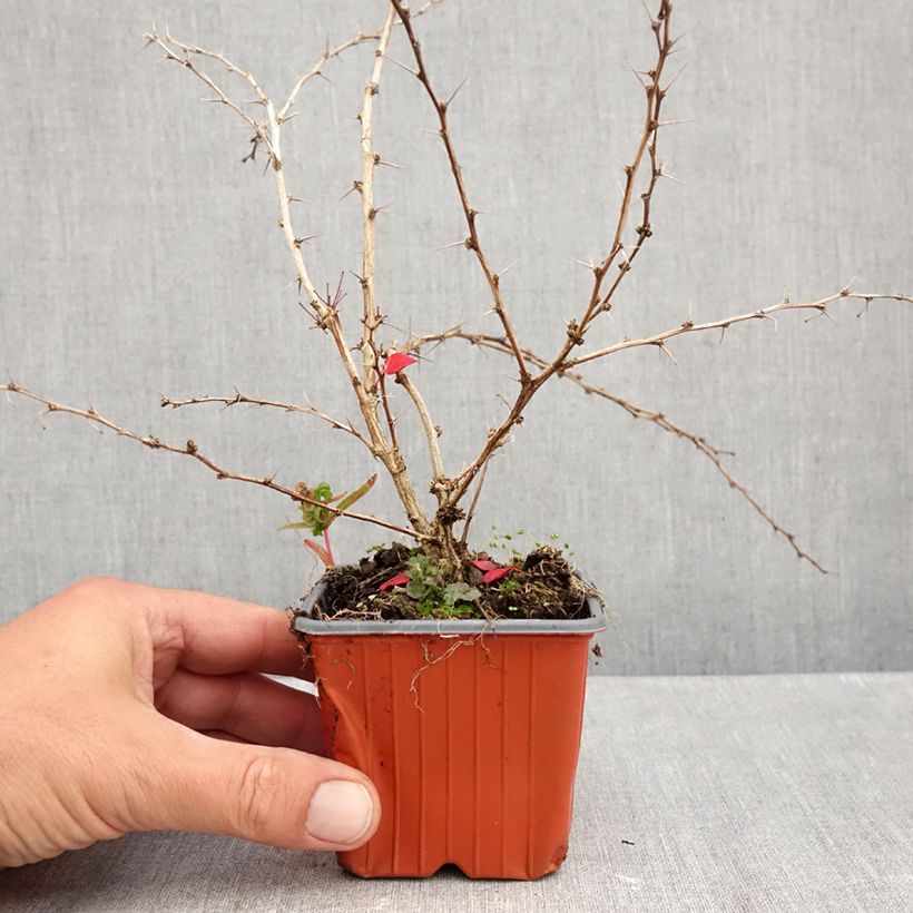 Esemplare di Berberis thunbergii Kelleriis - Crespino giapponese Vasetto da 8/9 cm come consegnato in autunno