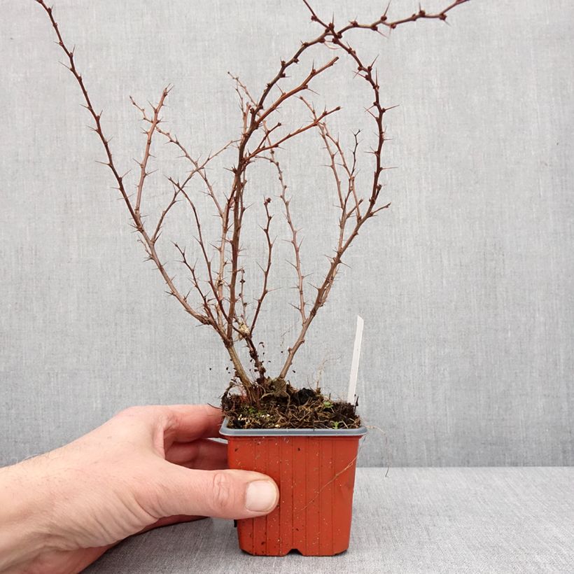 Berberis thunbergii Kelleriis - Epine-vinette Godet de 8/9 cm esemplare consegnato in inverno