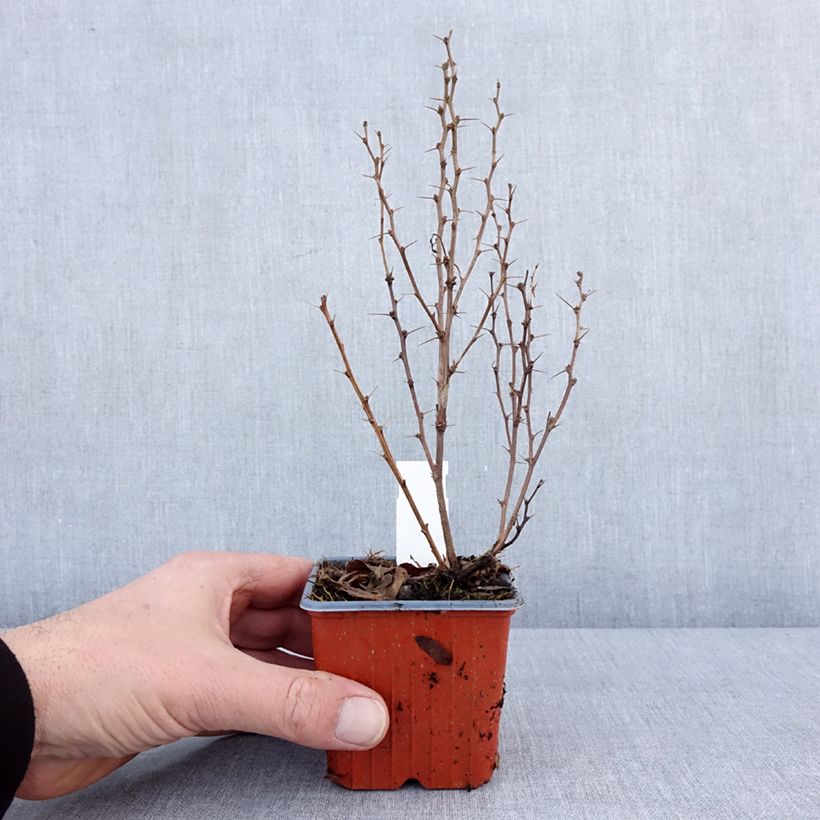 Berberis thunbergii Maria - Épine-vinette Godet de 8/9 cm esemplare consegnato in inverno