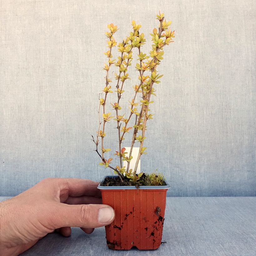 Example of Berberis thunbergii Maria - Crespino giapponese Vasetto da 8/9 cm as you get in printemps