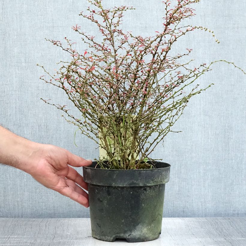 Esemplare di Berberis thunbergii Orange Dream - Crespino giapponese Vaso da 2L/3L consegnato in estate