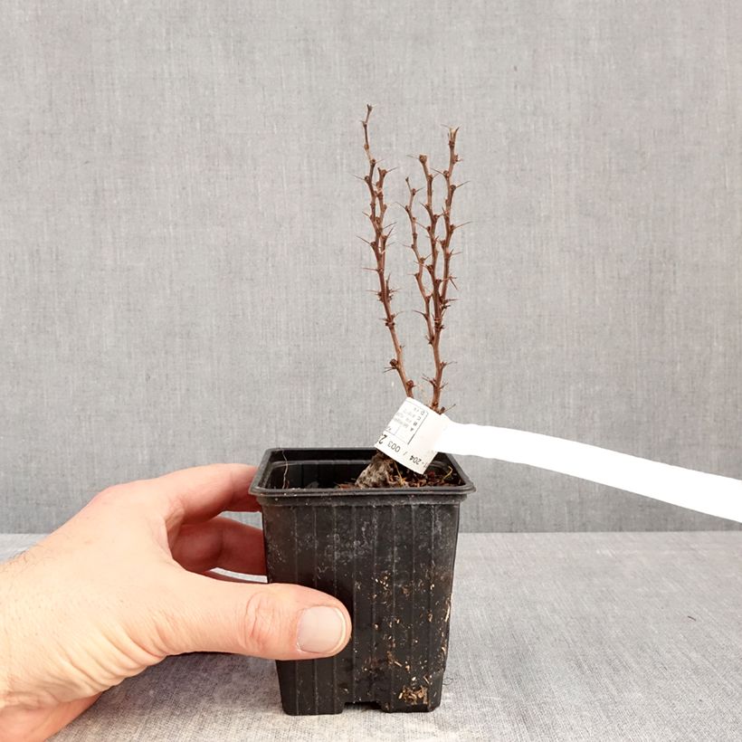 Example of Berberis thunbergii Orange Torch - Crespino giapponese Vasetto da 8/9 cm as you get in hiver