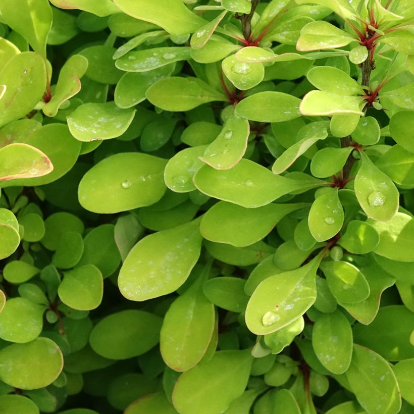 Berberis thunbergii Powwow - Crespino giapponese (Foliage)