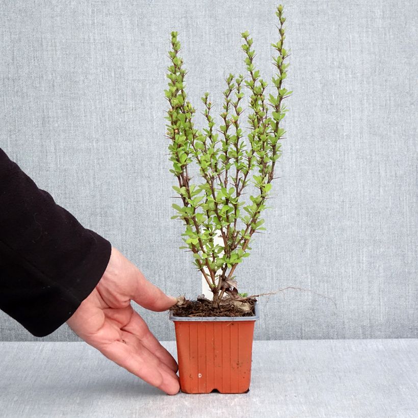 Example of Berberis thunbergii Powwow - Crespino giapponese Vasetto da 8/9 cm as you get in printemps