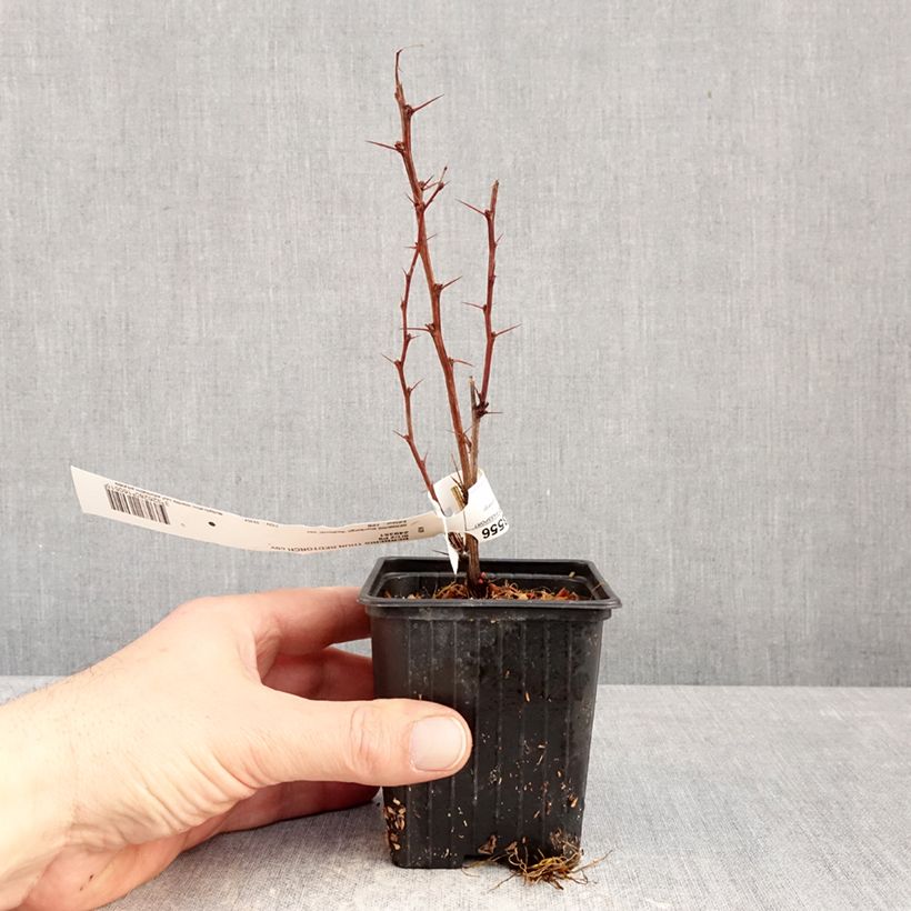 Berberis thunbergii Red Torch - Epine-vinette Vasetto da 8/9 cm esemplare consegnato in inverno