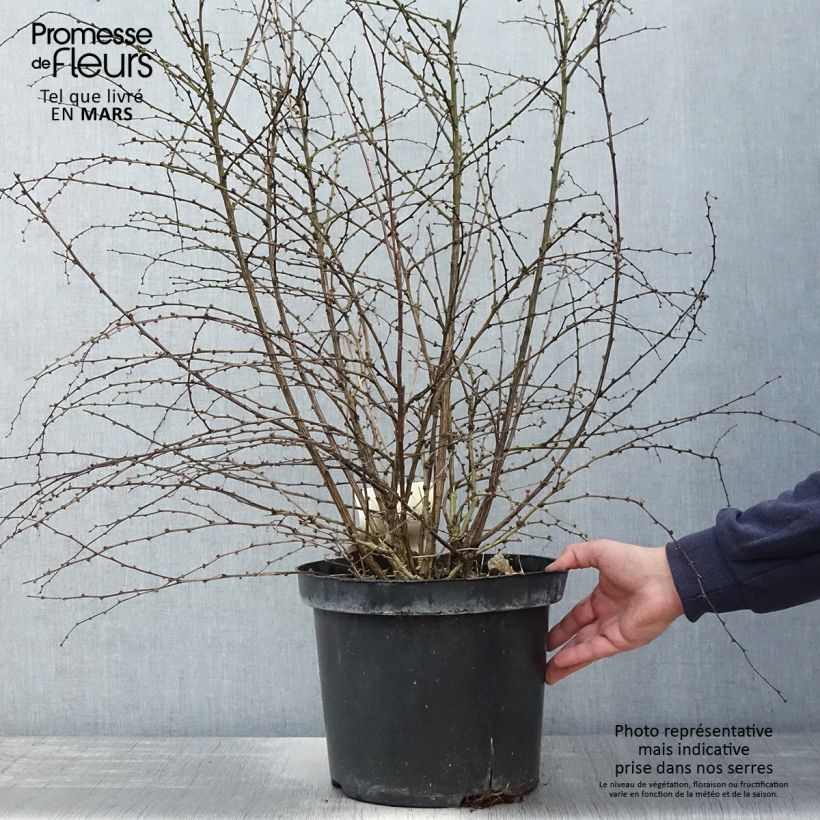 Berberis thunbergii Rosy Glow - Crespino giapponese Vaso da 7,5L/10L esemplare consegnato in primavera