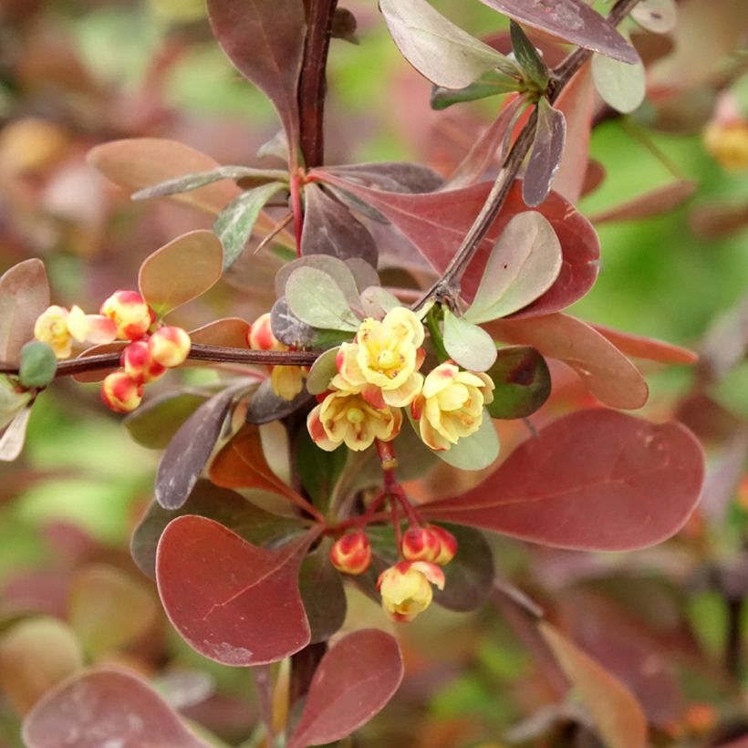 Berberis thunbergii Rosy Glow - Crespino giapponese (Fioritura)