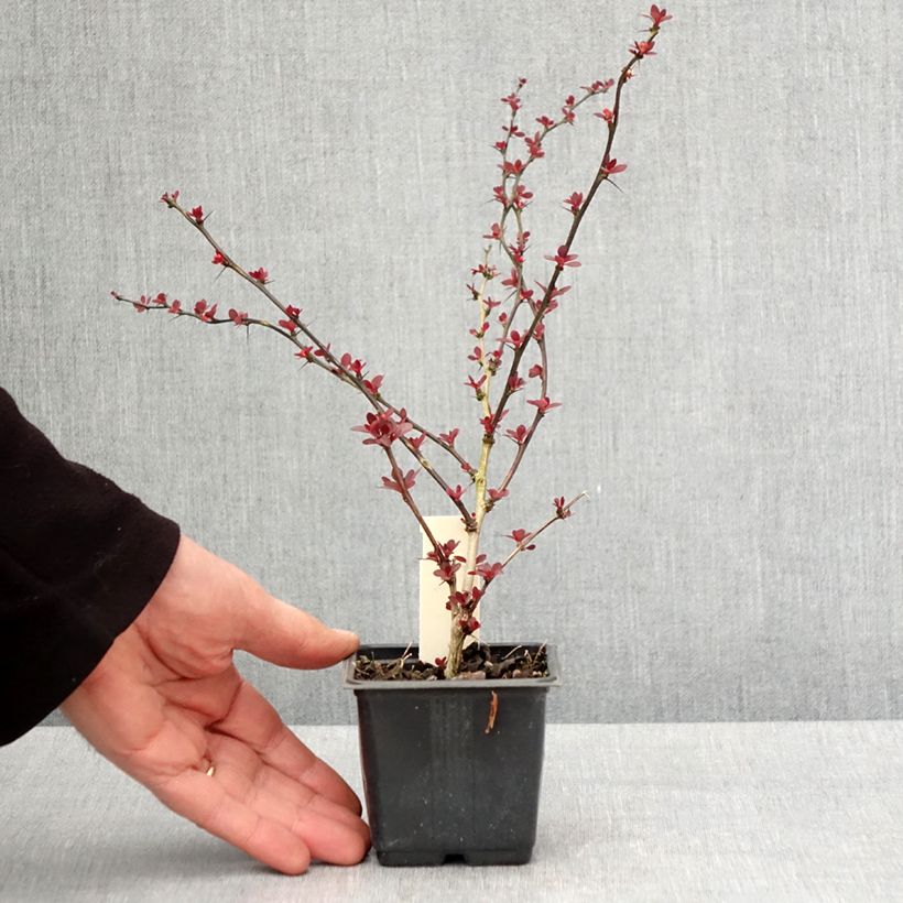 Berberis thunbergii Rosy Glow - Crespino giapponese Vasetto da 8/9 cm esemplare consegnato in primavera