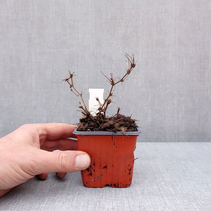 Example of Berberis thunbergii Ruby Star - Crespino giapponese Vasetto da 8/9 cm as you get in hiver