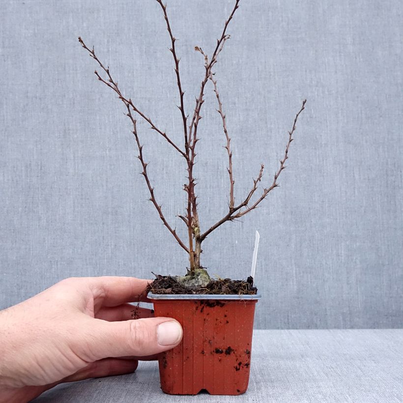 Berberis thunbergii Silver Beauty - Epine-vinette Godet de 8/9 cm esemplare consegnato in inverno