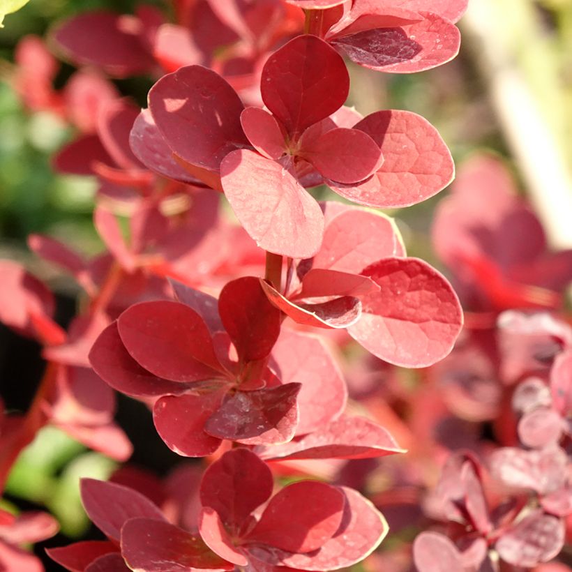 Berberis thunbergii Toscana - Crespino giapponese (Foliage)