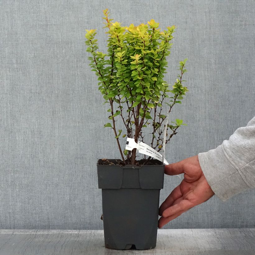 Esemplare di Berberis thunbergii Yellow Tower - Crespino giapponese Vaso da 2L/3L come consegnato in autunno